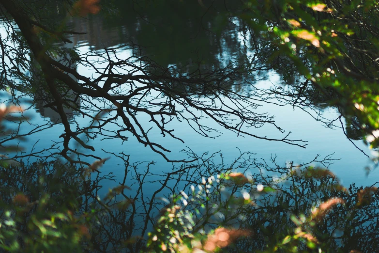 a body of water with trees in the foreground