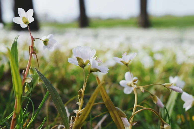 white flowers on the edge of a field of green grass