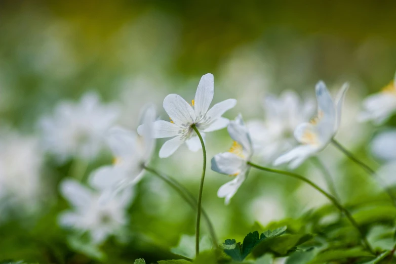 some white flowers growing in the grass