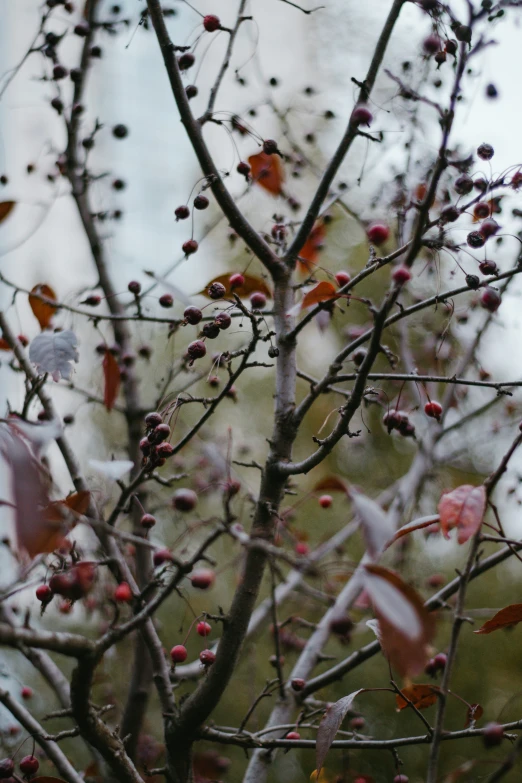 a group of berries on top of trees