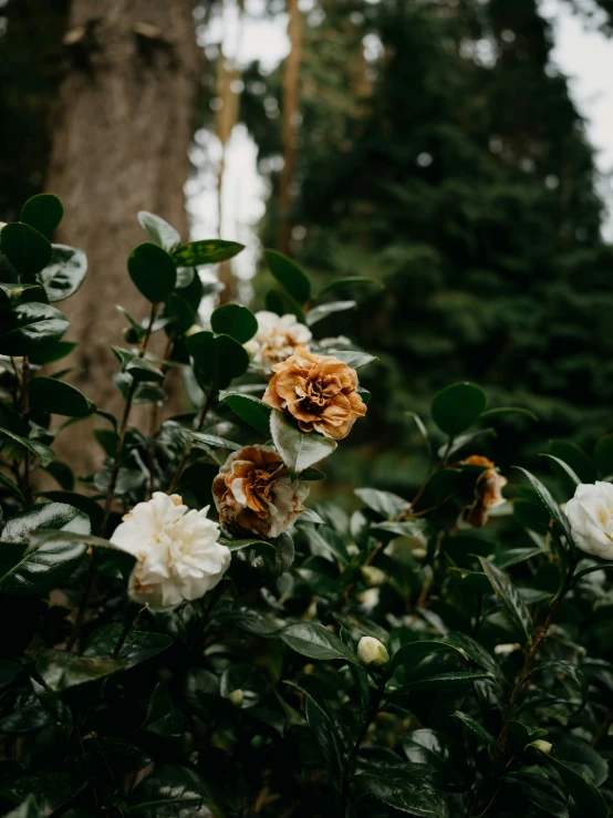 a cluster of flowers in front of trees