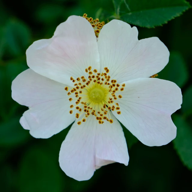 a pink flower with a yellow center surrounded by green leaves