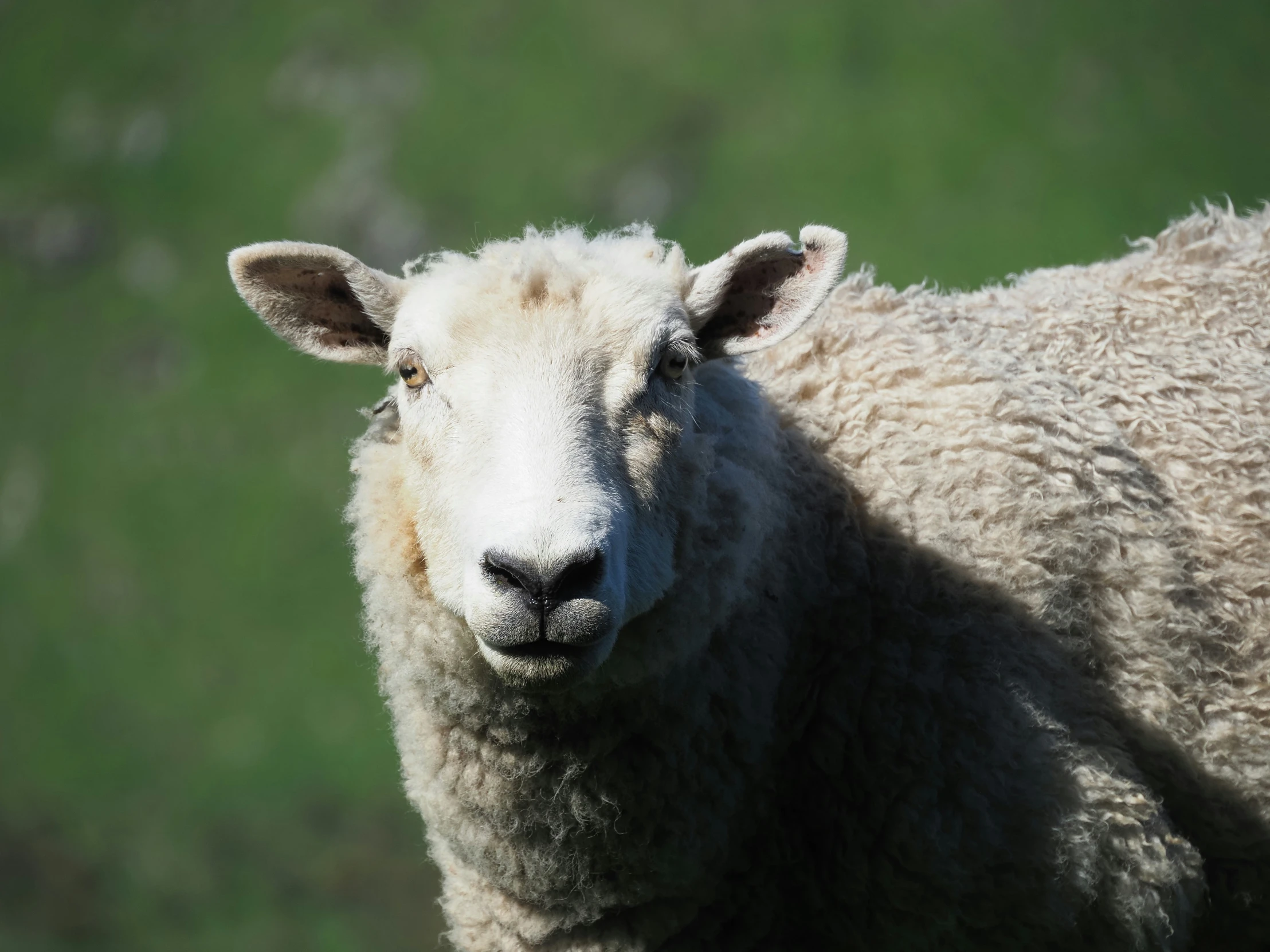 a close up of a sheep with grass in the background