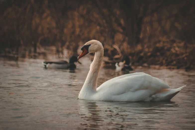 two swans swim through a river with ducks