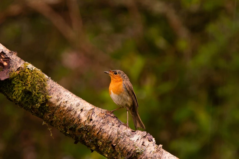 there is a red and yellow bird sitting on the nch