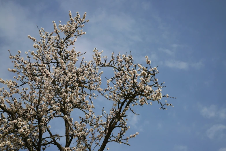 there is a bird in the sky near a tree