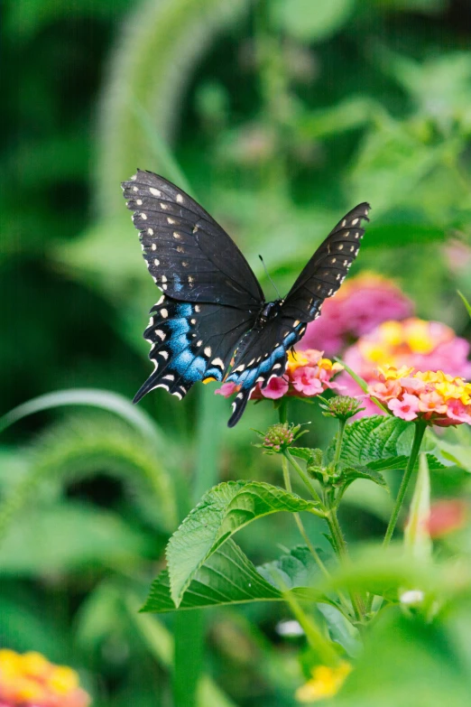 a erfly that is flying over some flowers