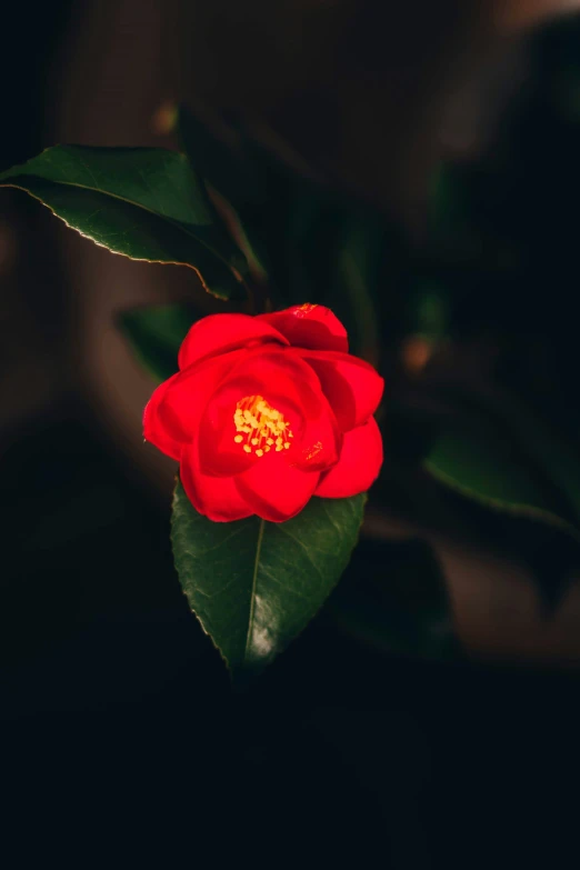 a large red flower with leaves growing in it