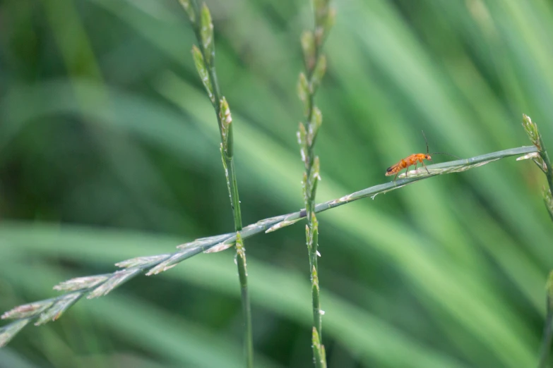 a tiny orange bug is on the stalk of a blade of grass