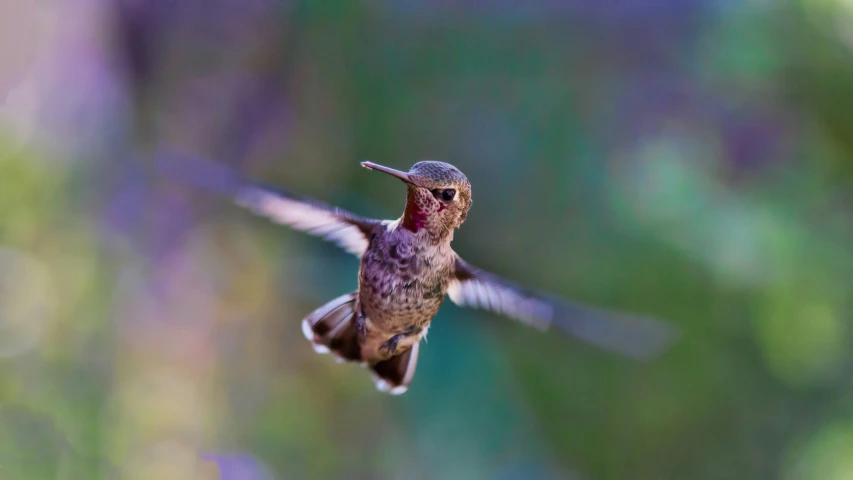 a hummingbird in flight at a flower filled forest