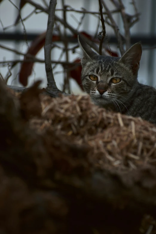 a grey striped cat is sitting in the dirt