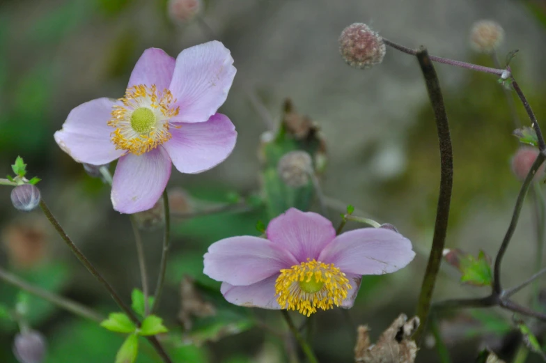 purple flowers and yellow tips on the stems