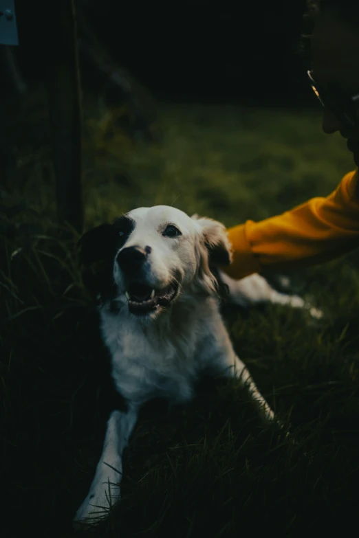 a woman petting her dog on the grass in the dark