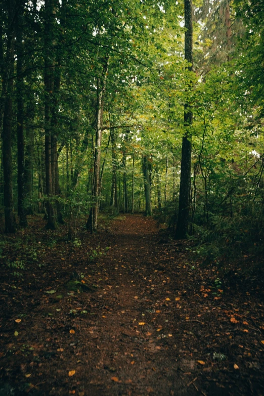 a pathway in a wooded area near some trees