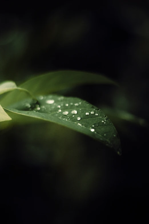 a green leaf with drops of water on it