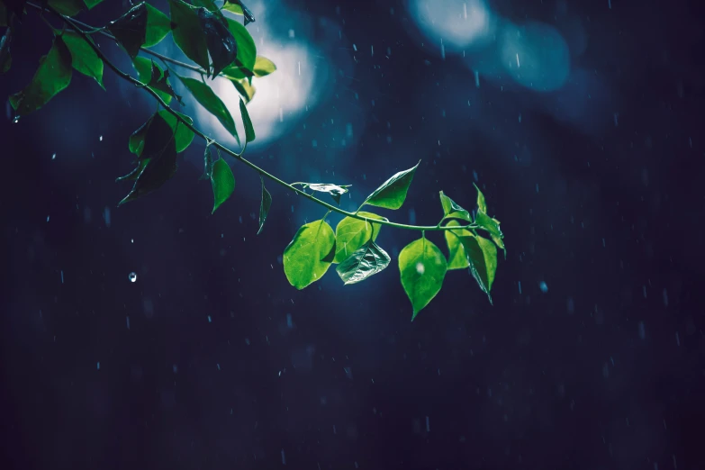 green leaves against a blue background in the rain