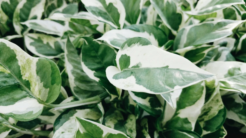 a close up view of a plant's leaves