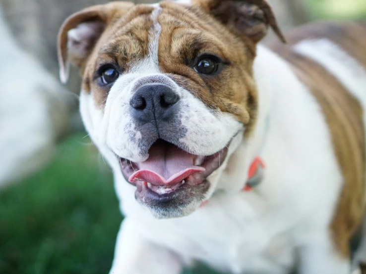 an american bulldog is showing its teeth and eyes