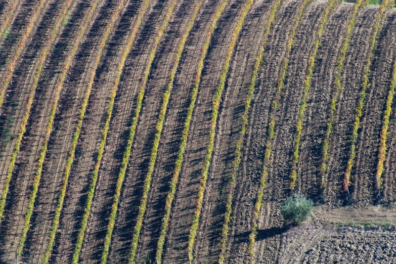 aerial view of the top of two rows of corn on a farm