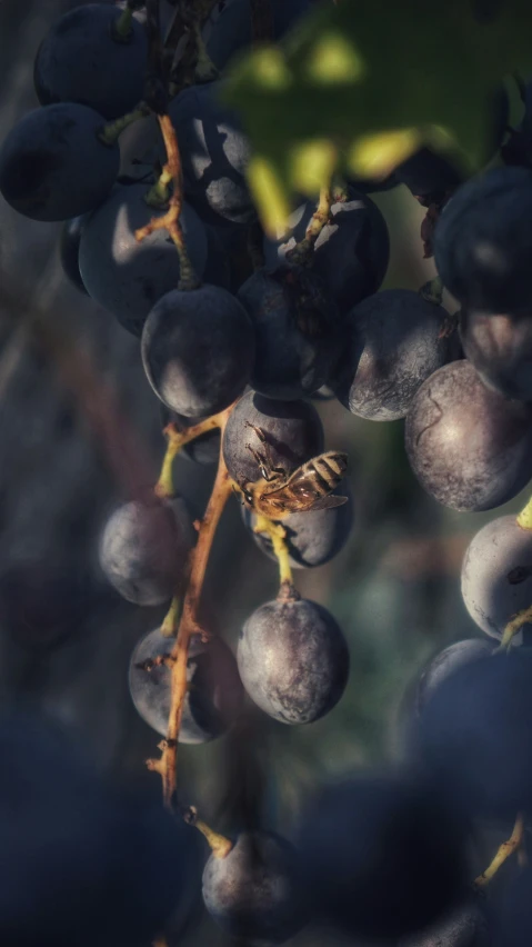 a bunch of gs with one bee that is hanging off of the vine