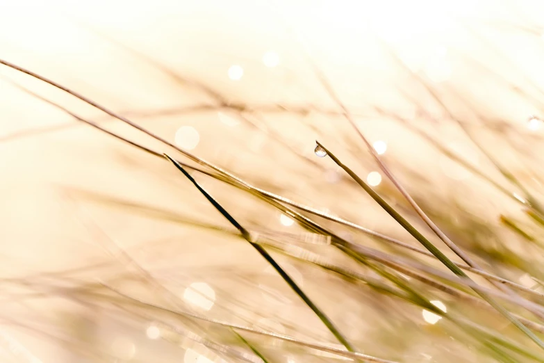 a close up of a plant on a light colored background