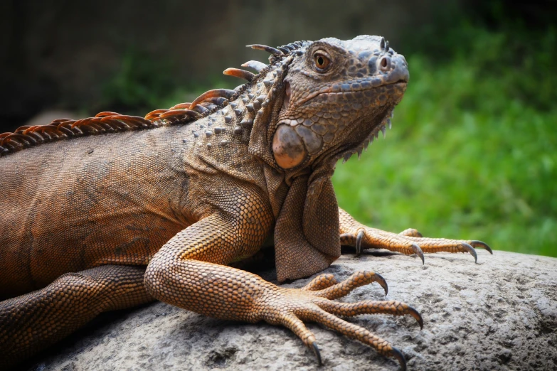 a close up of an iguana laying on top of a rock