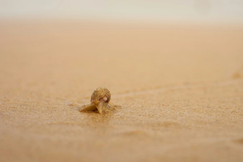 a close up image of a small animal on the sand