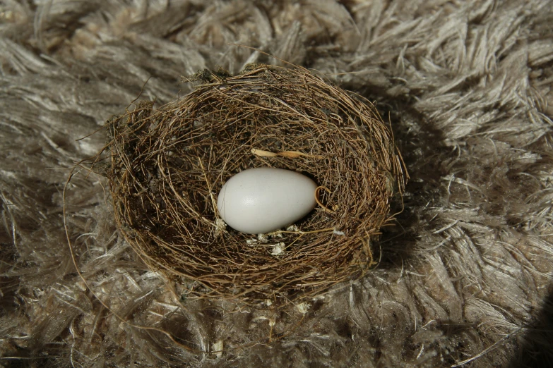 a small bird's nest on a rug