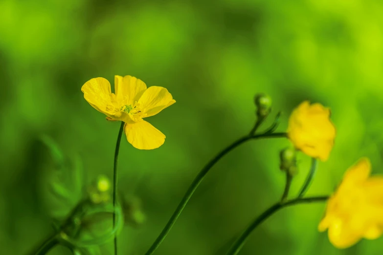 three yellow flowers in a green field