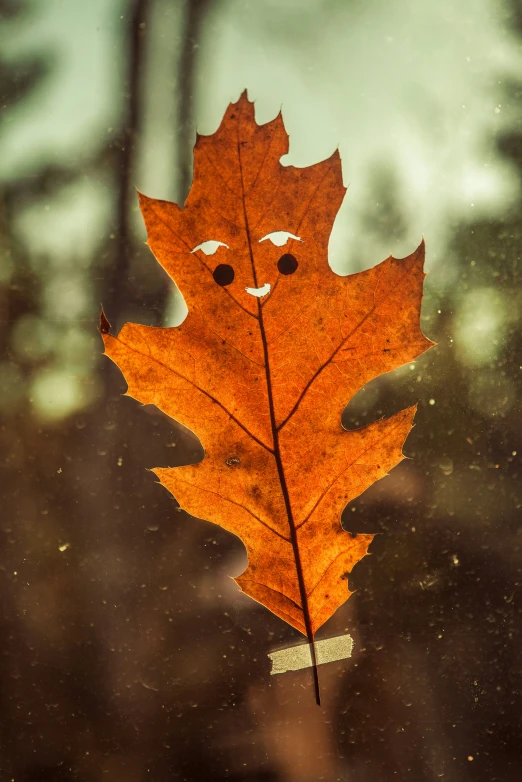 a leaf hanging on the side of a window