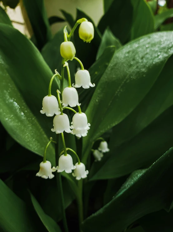 a single white flower on a green plant