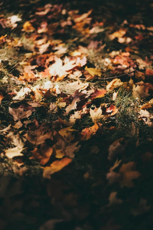 a bunch of leafs that are on the ground