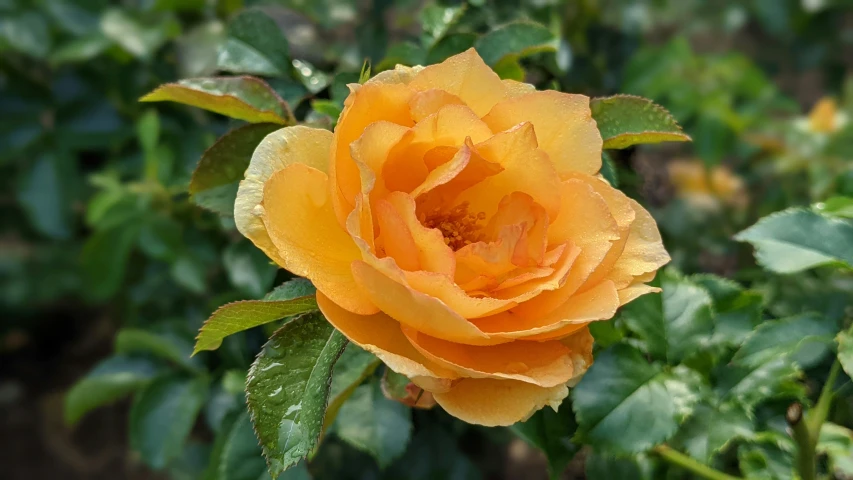 a single orange flower with green leaves