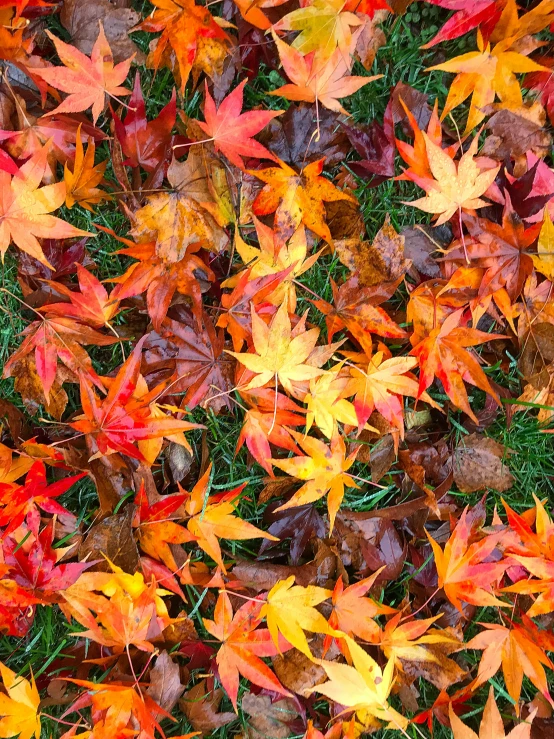 fall leaves on grass in a garden