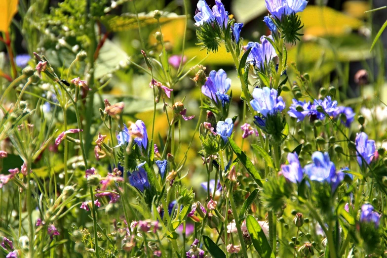 a field of blue flowers with green leaves