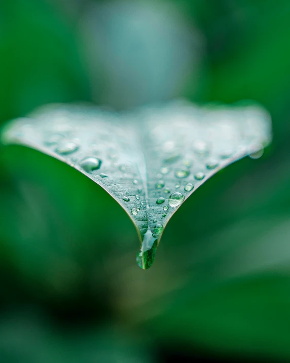 the top of a leaf that has a drop of water on it