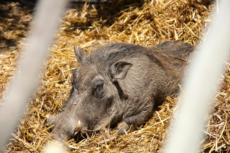 a brown animal laying in hay next to metal bars