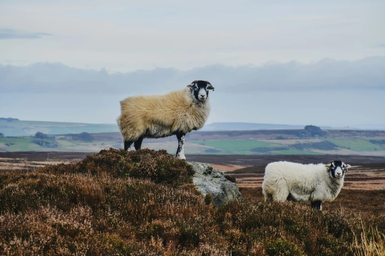 two goats standing on top of a grassy hillside