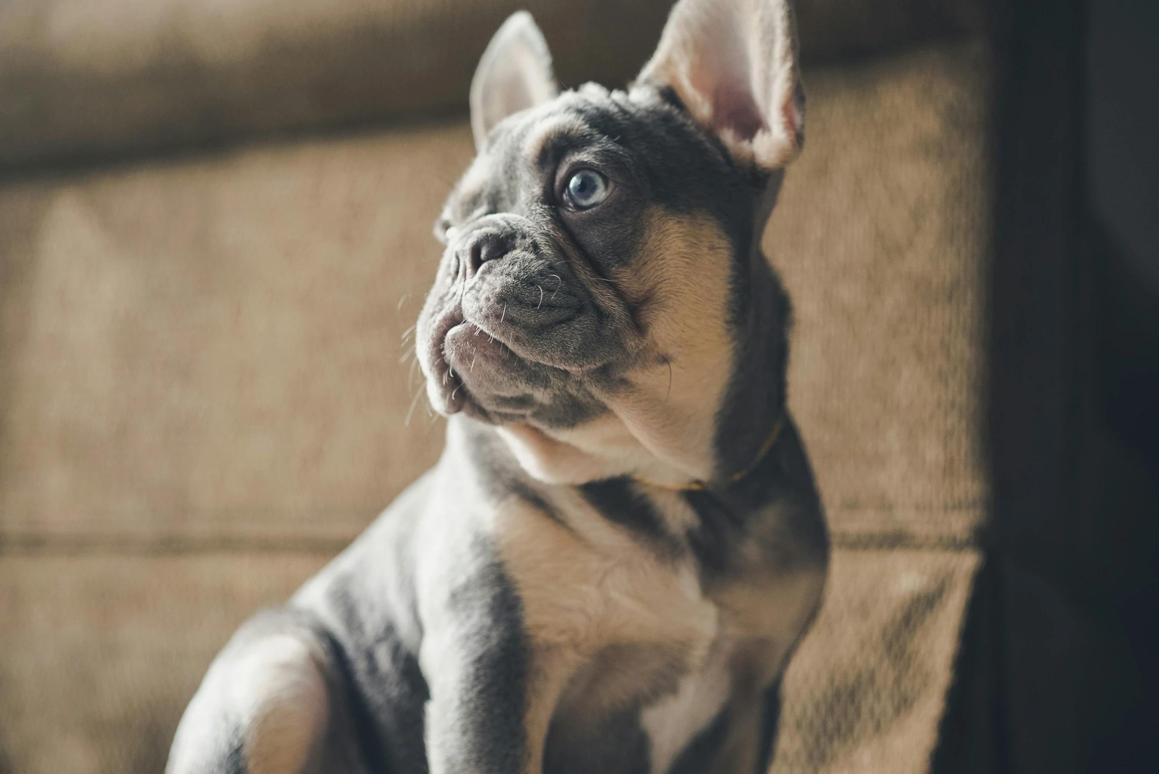 a black and white bulldog puppy sitting on a couch