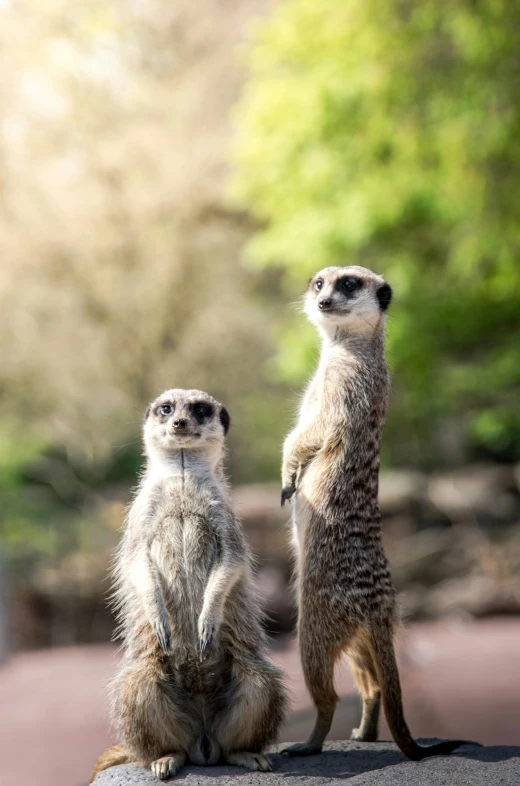 two meerkats stand on a rock