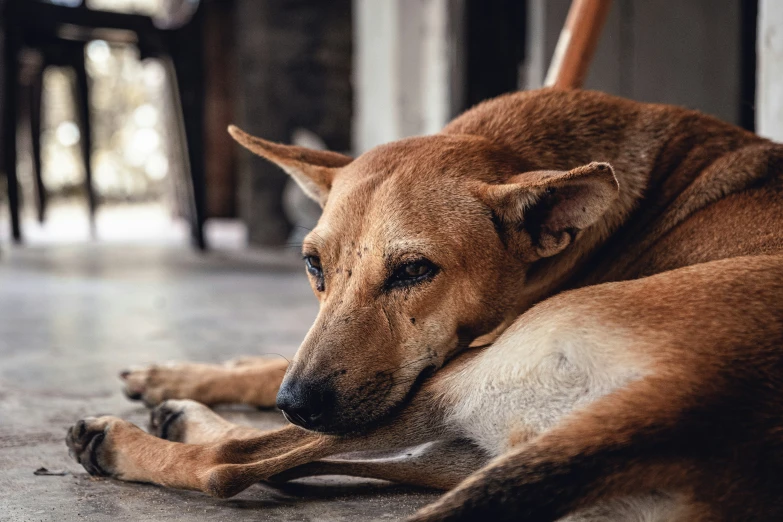 a brown dog laying on top of a floor