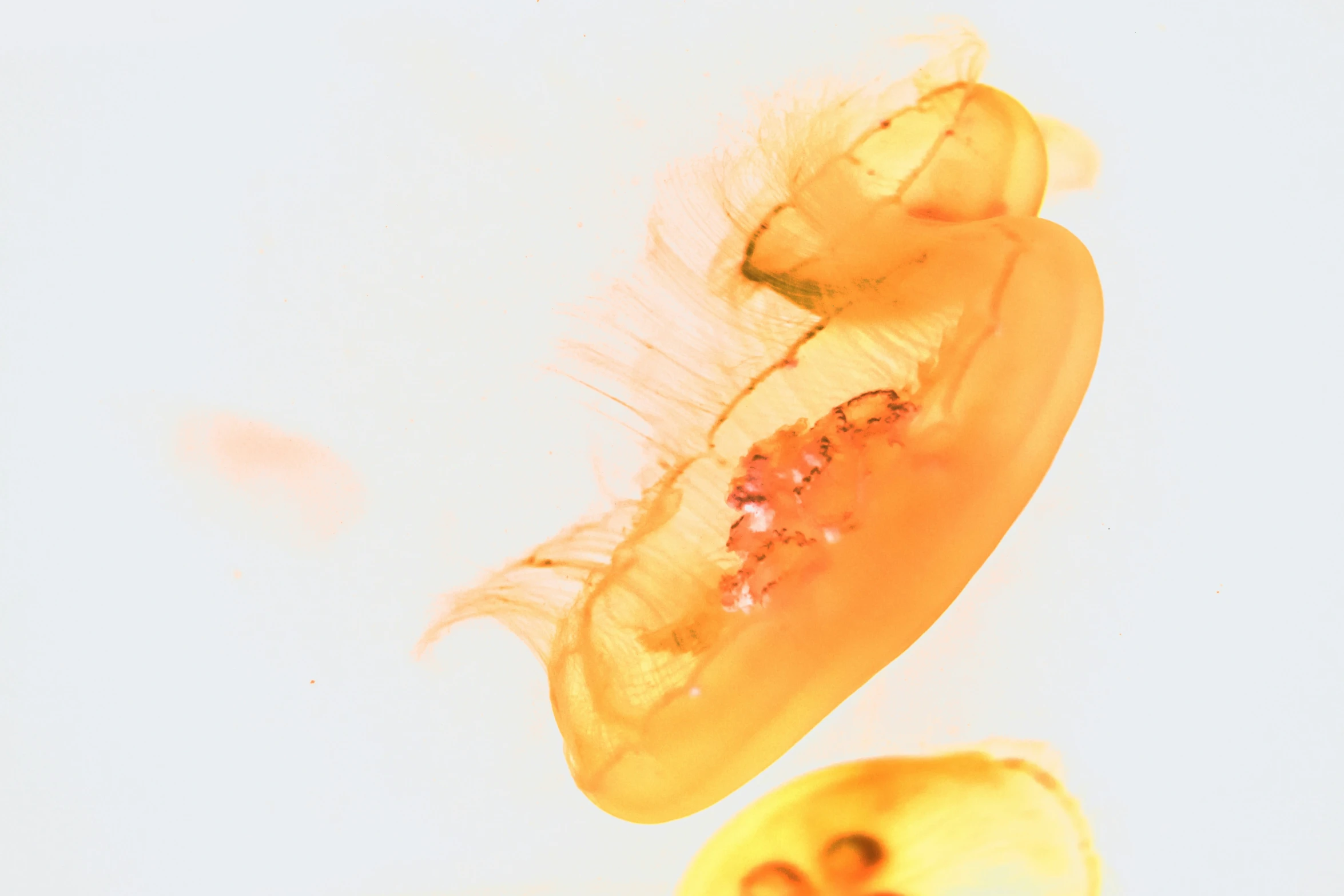 an insect's underside view of a section of a flower