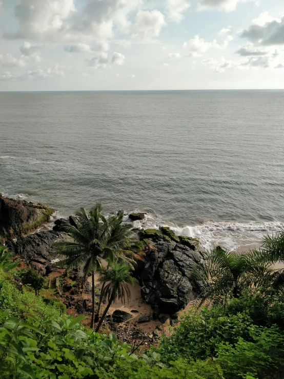 there are green trees in the water by the shore