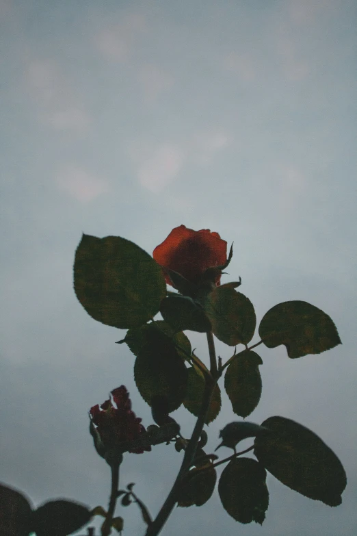 a single rose sits in the middle of a flowered tree