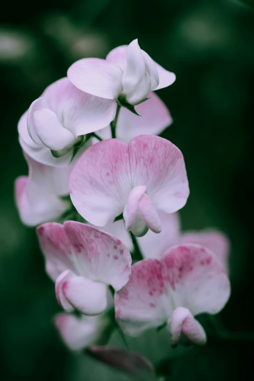 a bunch of pink and white flowers blooming out