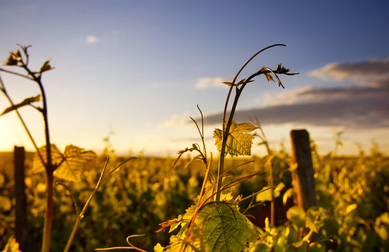 a large field filled with lots of grass