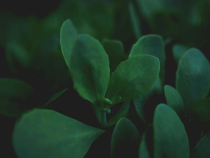 the leaves of a green plant are glowing