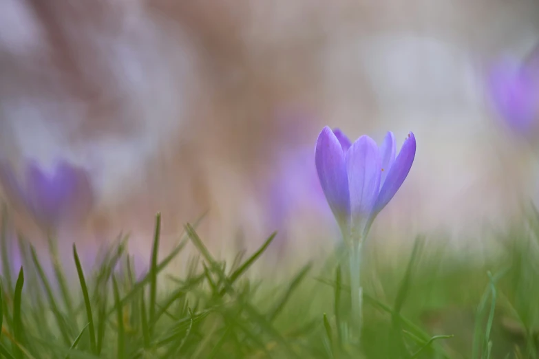 a tiny blue flower sitting on top of a lush green field