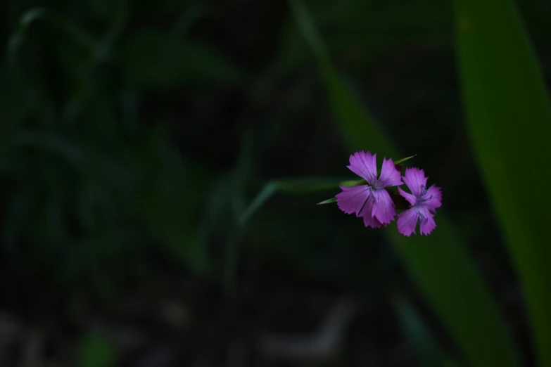 a small purple flower growing on top of grass
