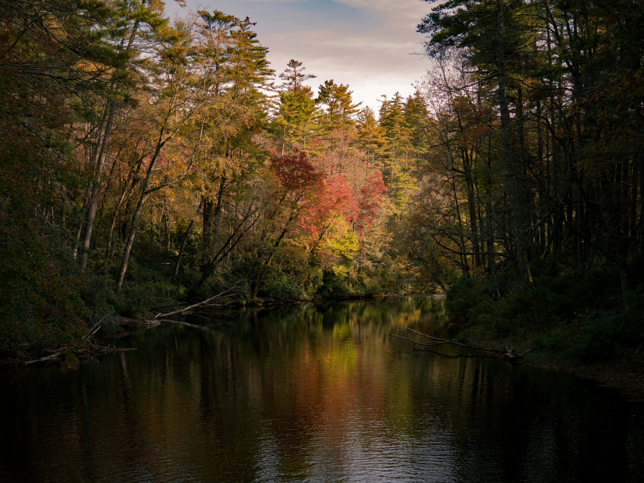 a calm river running through a forest